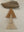 Small Driftwood wall hanging