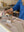 table settings court + heidi | saturday | Nov 8th 11 am